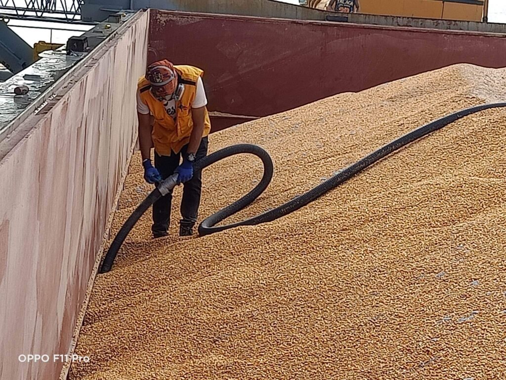 A pest control technician wearing protective gear—yellow vest, white shirt, and blue gloves—stands atop a large mass of yellow grains inside an industrial container. They operate a heavy-duty hose, likely treating or vacuuming stored grain to prevent infestations. The scene highlights Techno Pest Control’s expertise in managing bulk agricultural storage to maintain product quality and safety.