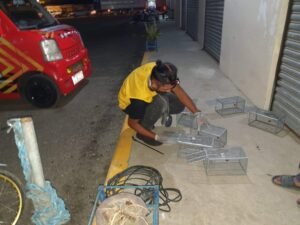 tECHNO PEST CONTROL'S TECHNICIAN PREPARING RAT CAGES AND TRAPS