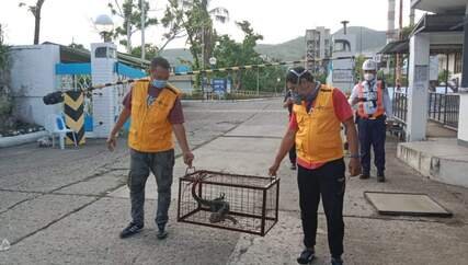 Two wildlife rescue team members in yellow vests and face masks carry a metal cage containing a rescued animal, likely a reptile, during an outdoor operation. Two other uniformed personnel stand nearby in front of buildings and a barrier gate, emphasizing Techno Pest Control’s coordinated and humane approach to urban wildlife removal.