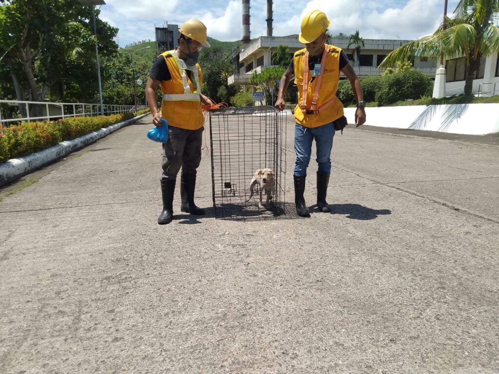 Technologist Pest Control Cebu team safely handling a small dog in a metal cage trap during humane animal control at an industrial site.