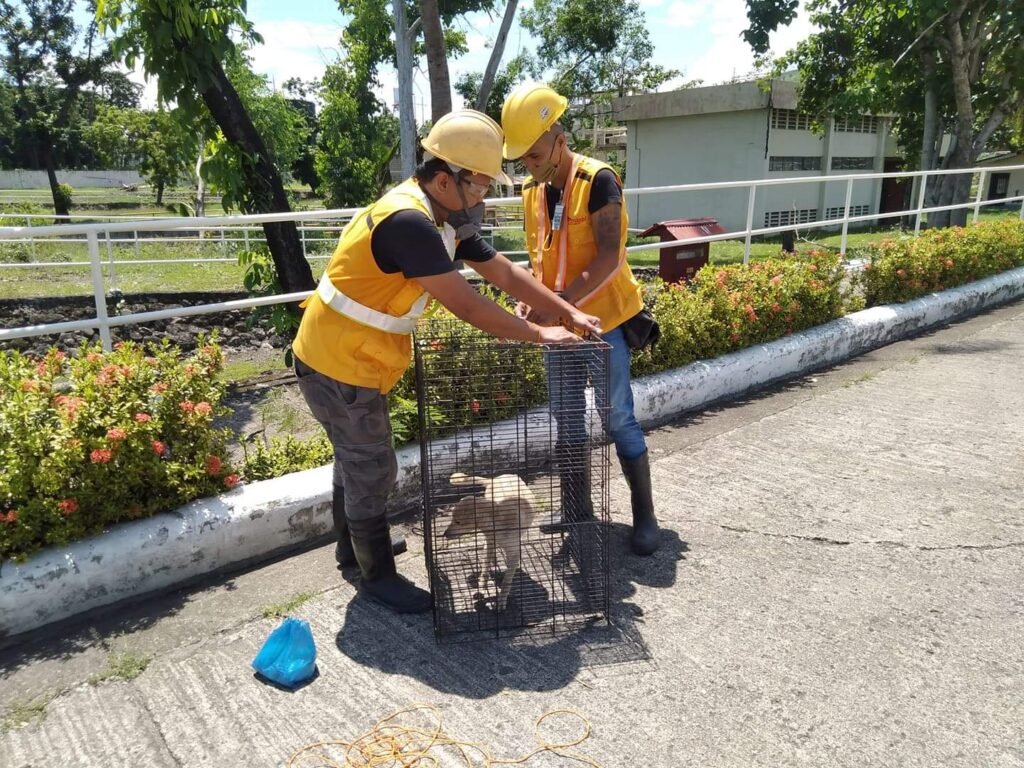 Pest control technologists in Bacolod securing a stray dog in a humane trap during an animal control operation