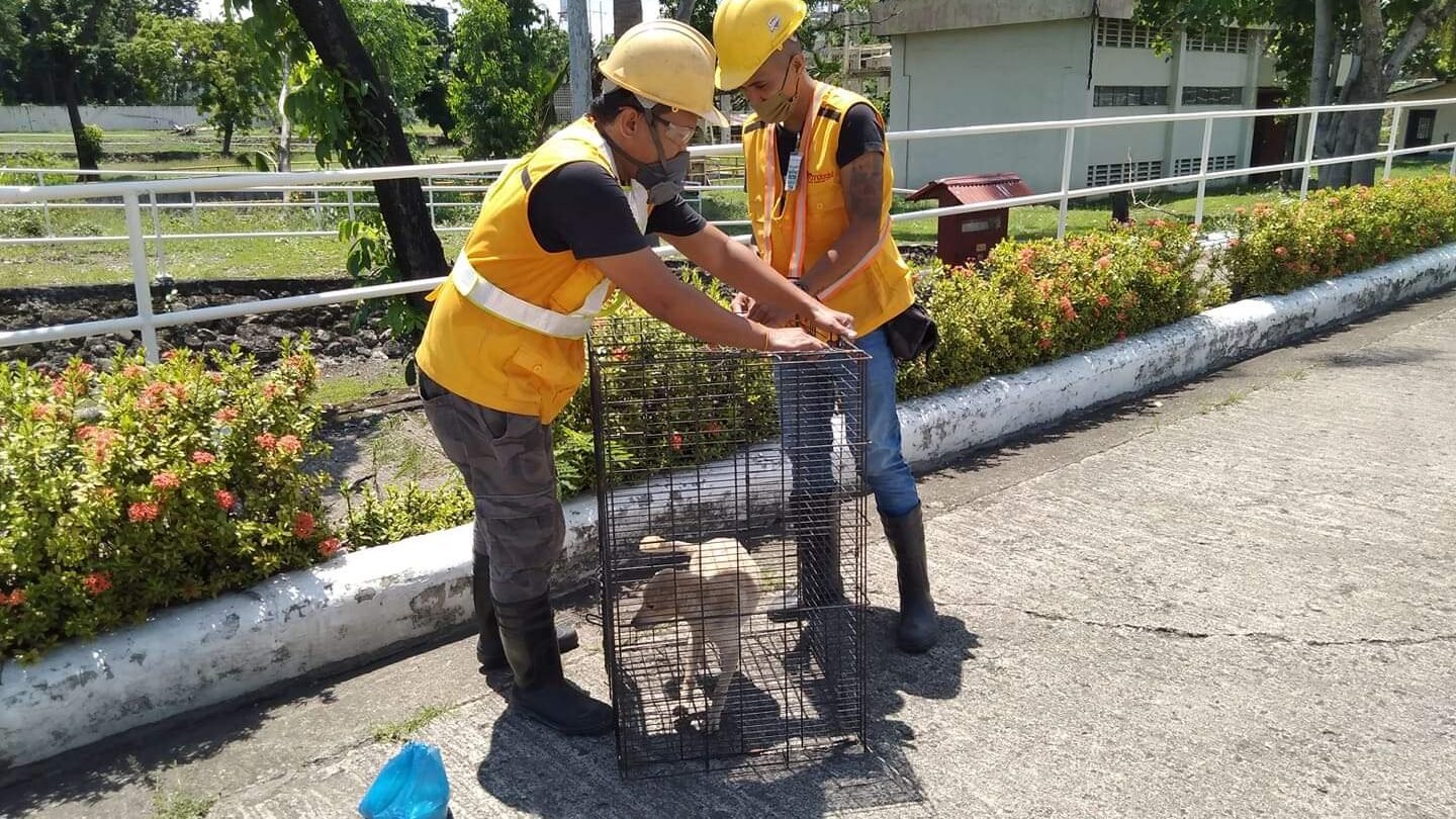 Alt Text: Technologist Pest Control team in Boracay secures a small dog inside a metal cage during a safe containment operation near a landscaped area.